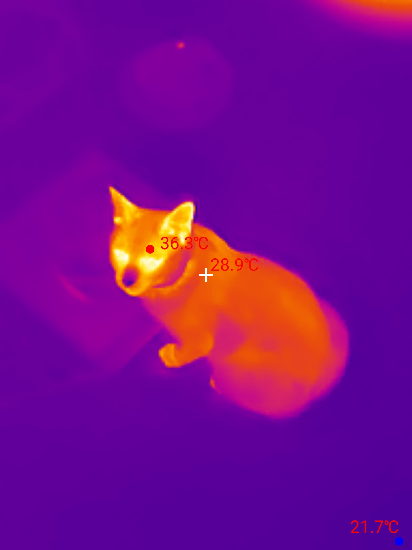 Gato de un cliente captado con la cámara termográfica durante una intervención, claramente visible sobre un entorno más frío